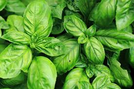 basilic