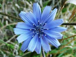 chicon Cichorium intybus
