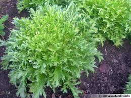 chicoree Cichorium endivia