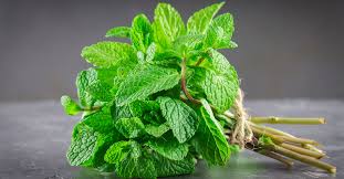 menthe