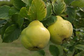 Coings