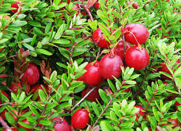 Cranberry Vaccinium macrocarpon