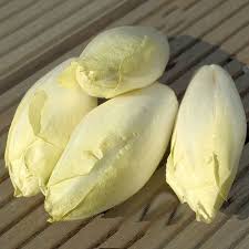 Endive Cichorium intybus