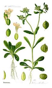 Mache Valerianella locusta